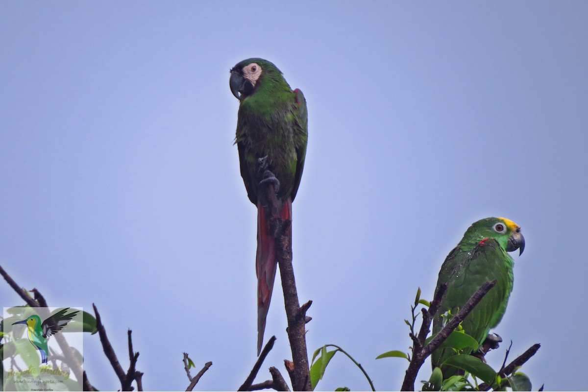 Chestnut-fronted Macaw - ML705887