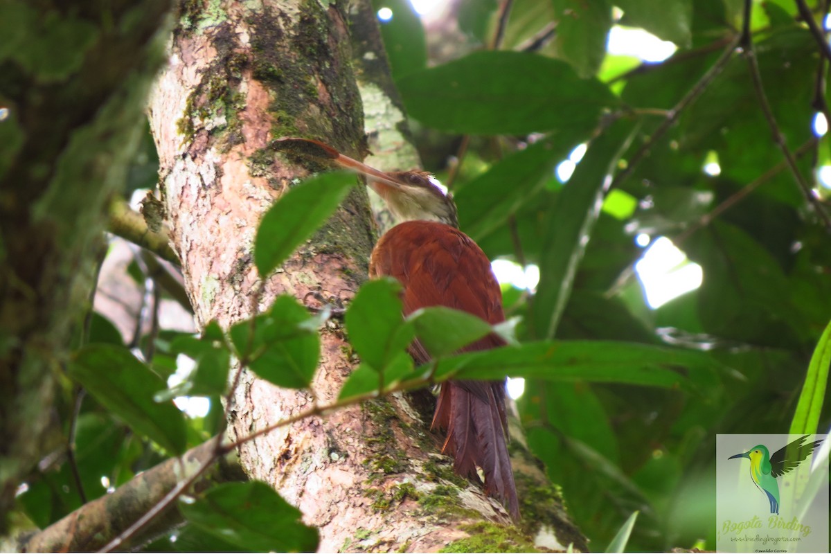 Long-billed Woodcreeper - Anonymous