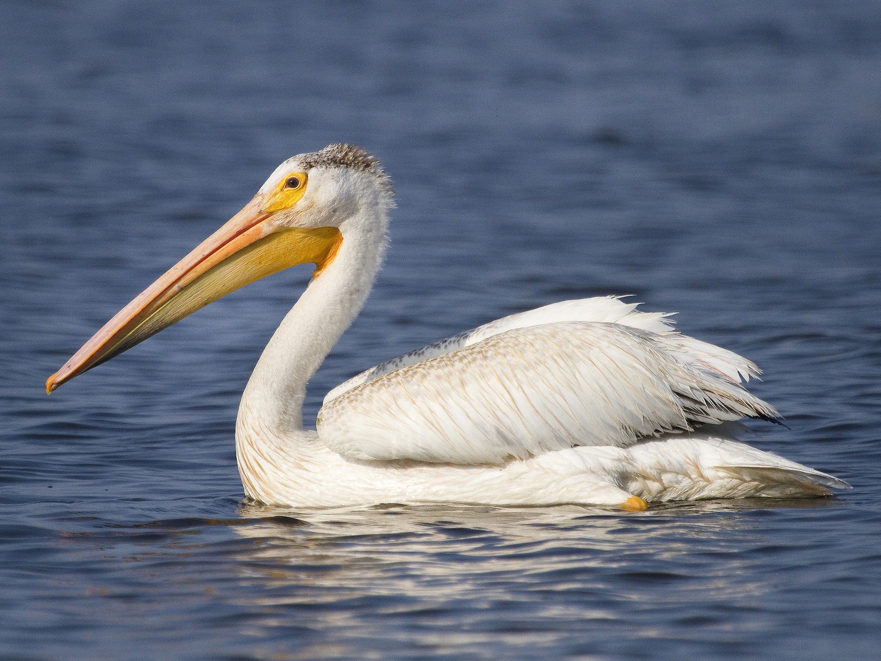 American White Pelican EBird