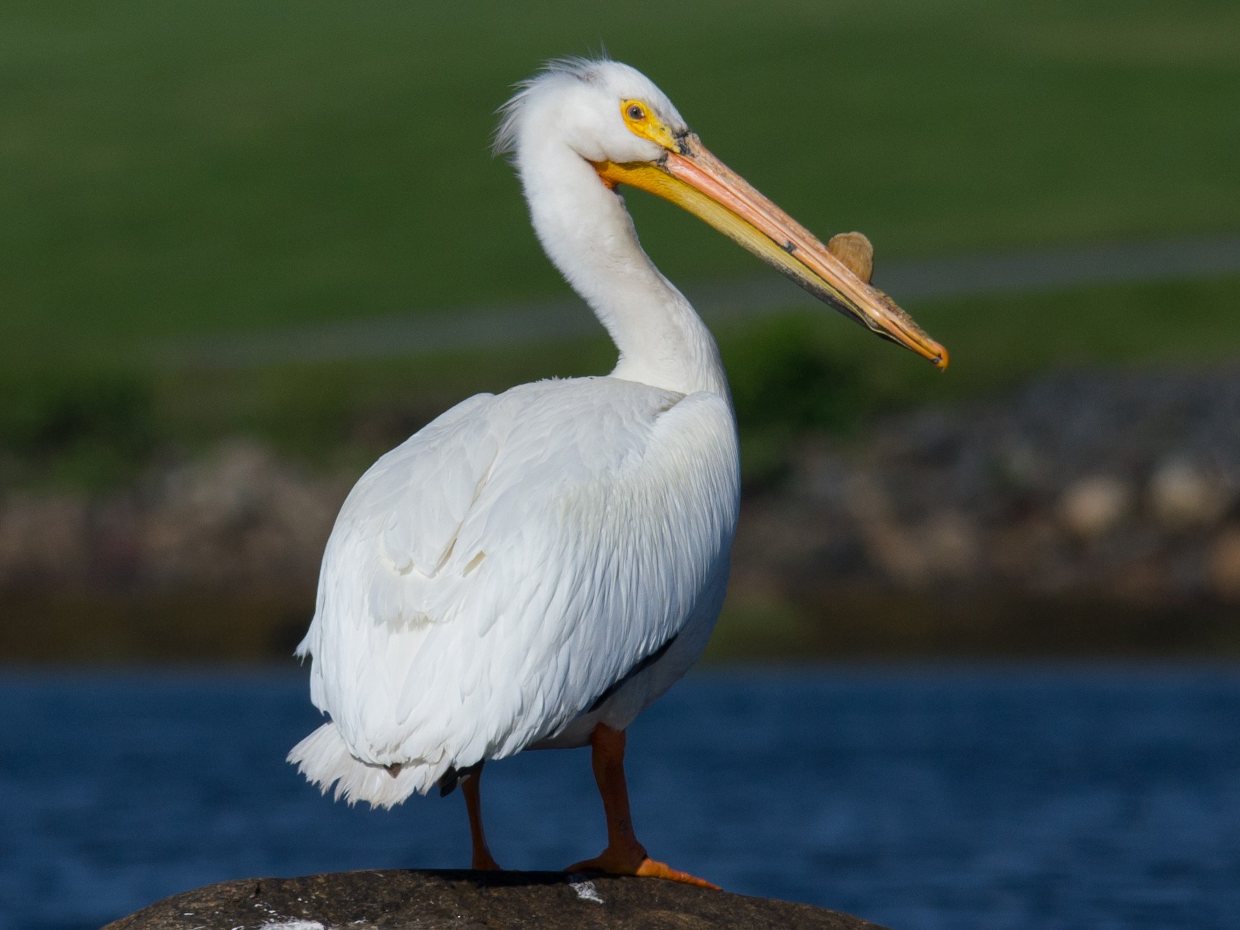 American White Pelican - Alix d'Entremont
