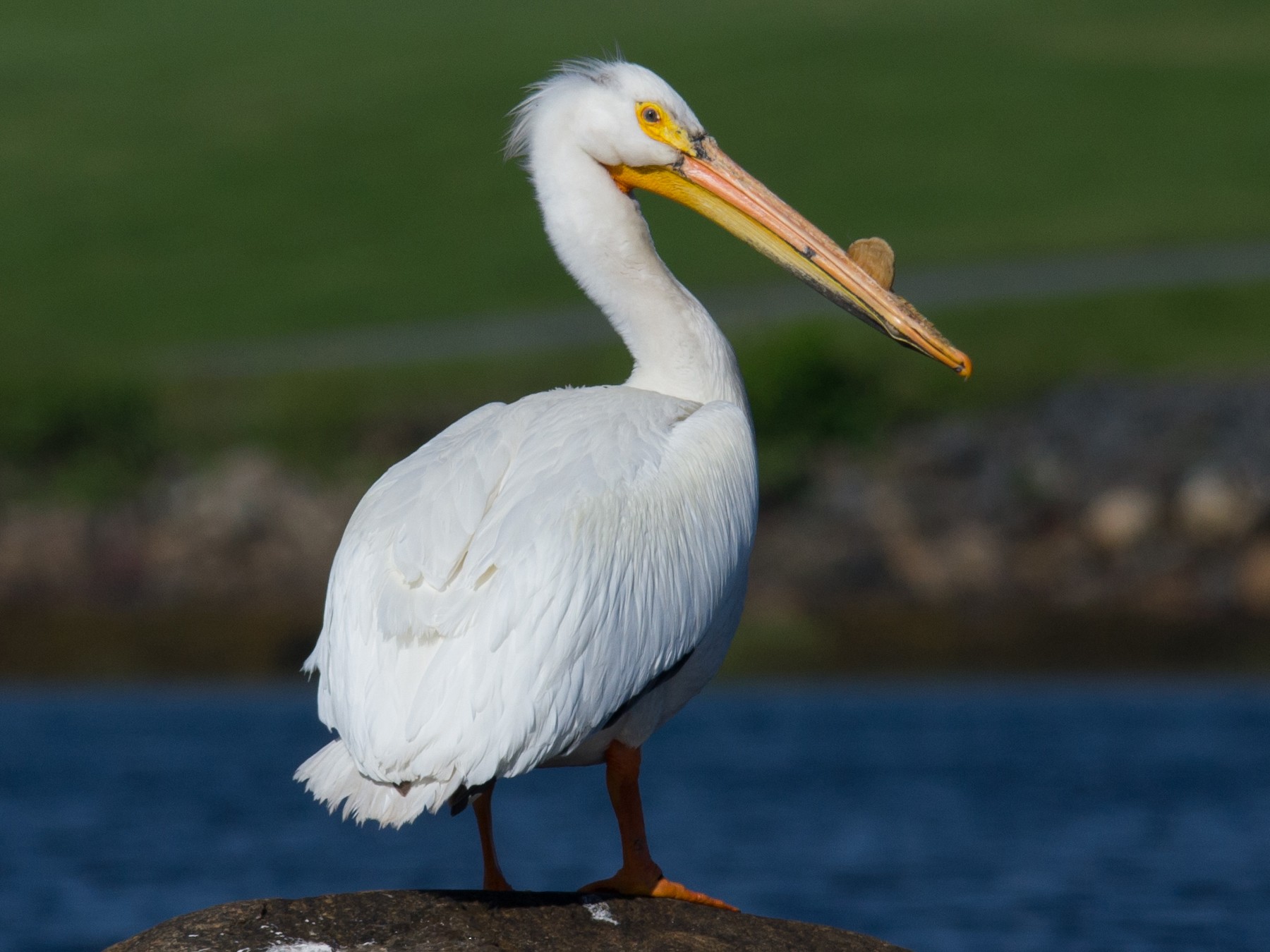 American White Pelican