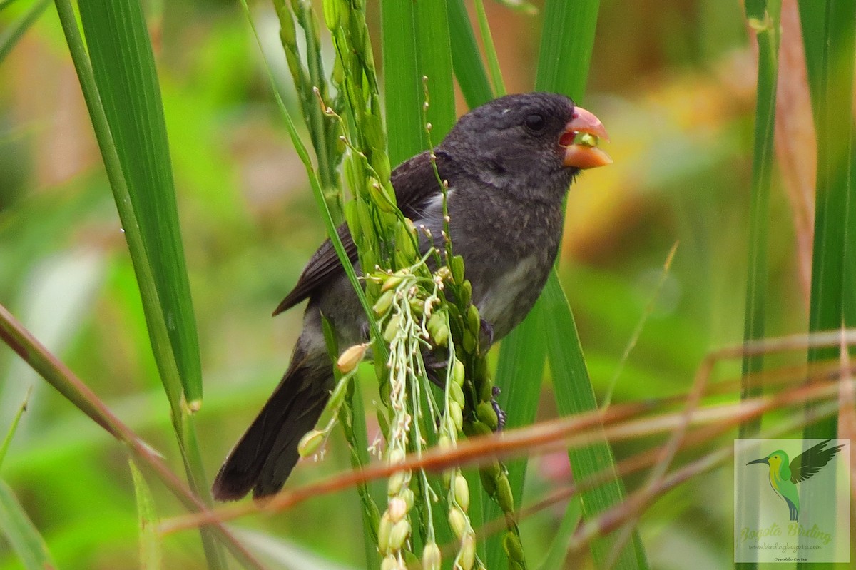 Gray Seedeater - ML705895
