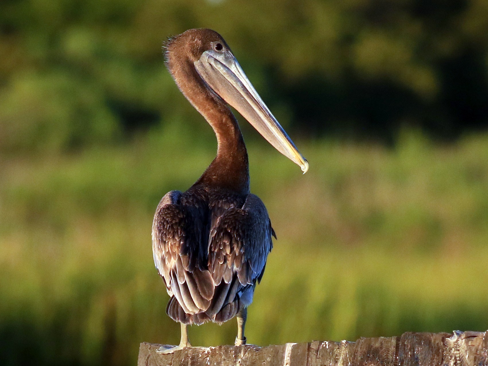 Brown Pelican - Jeff Holmes