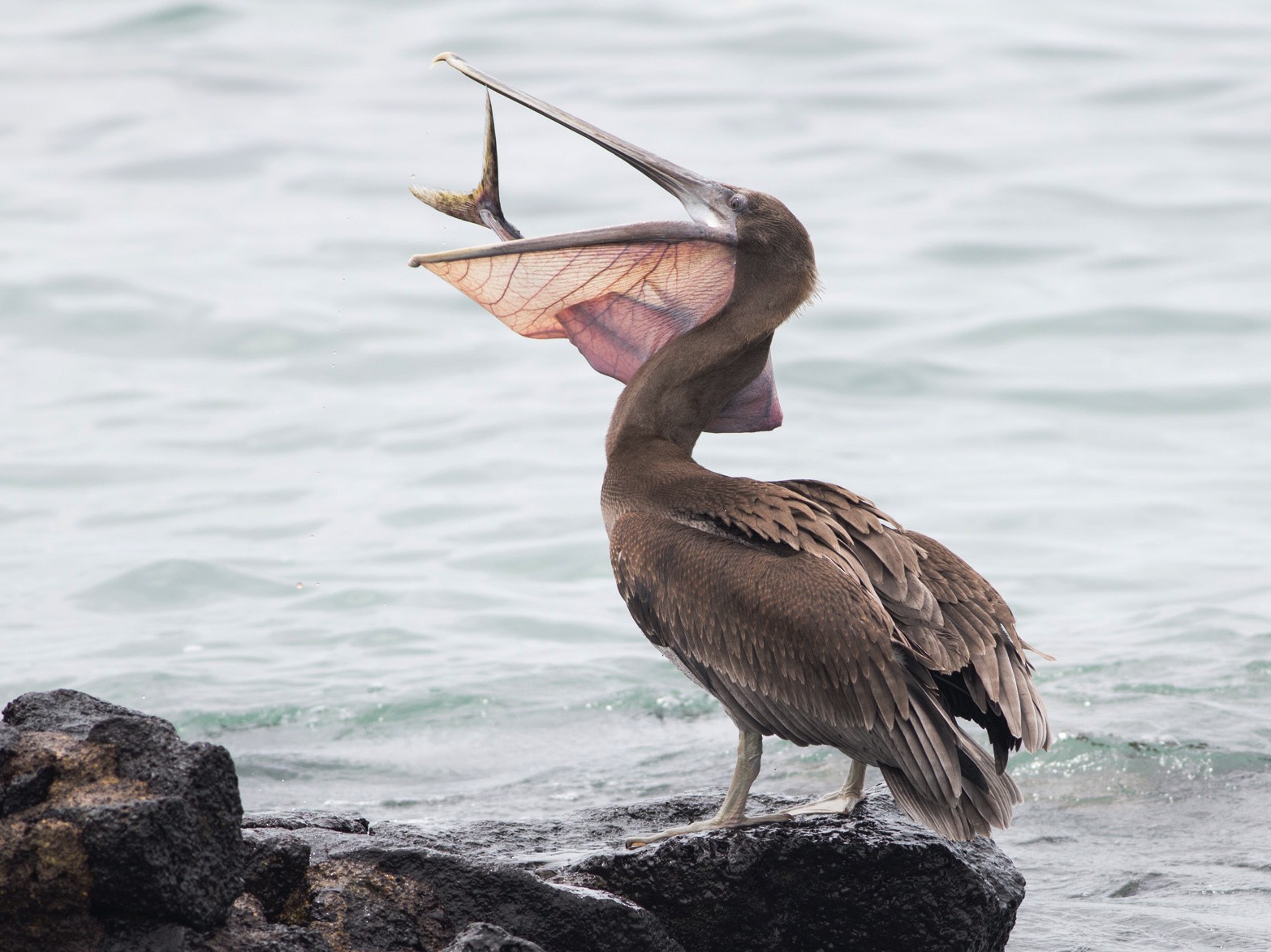 Brown Pelican - Darren Clark