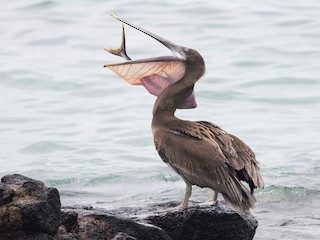 カッショクペリカン - eBird