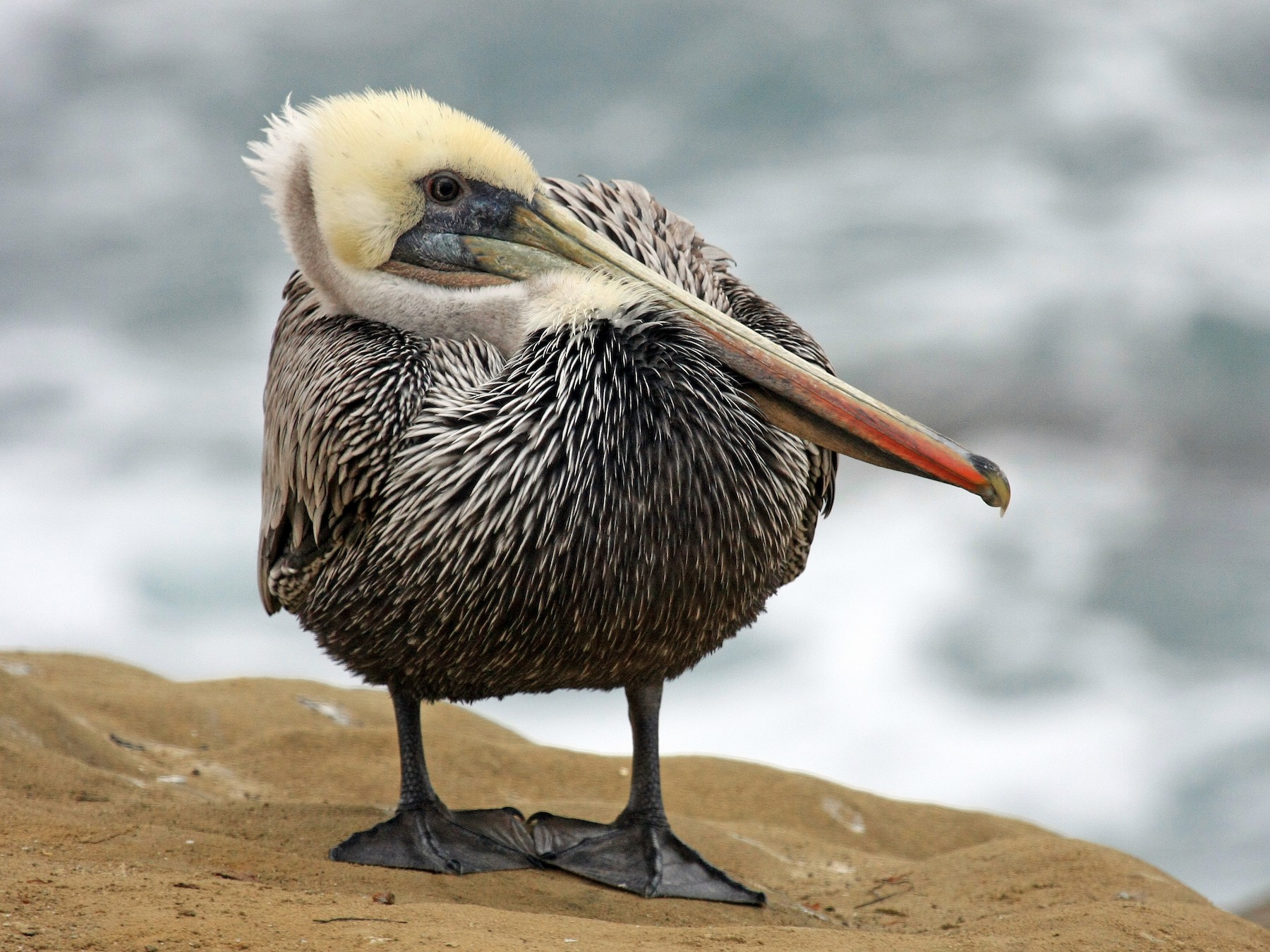 Brown Pelican - Tim Lenz