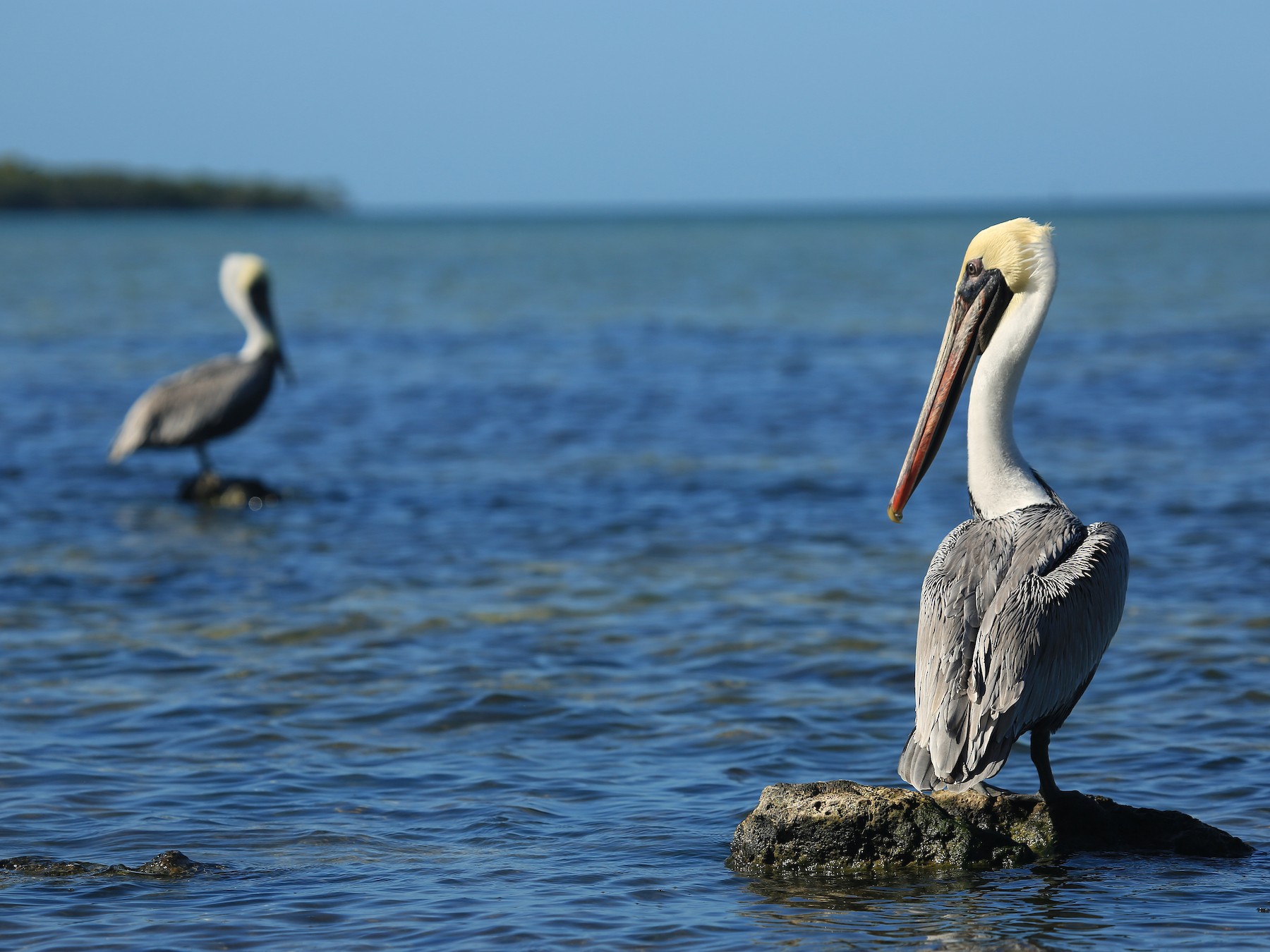 Brown Pelican - Tim Lenz