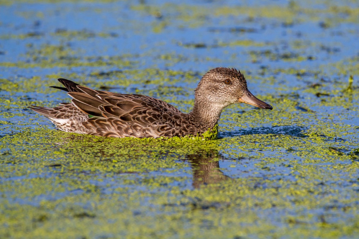 Green-winged Teal - ML70591321