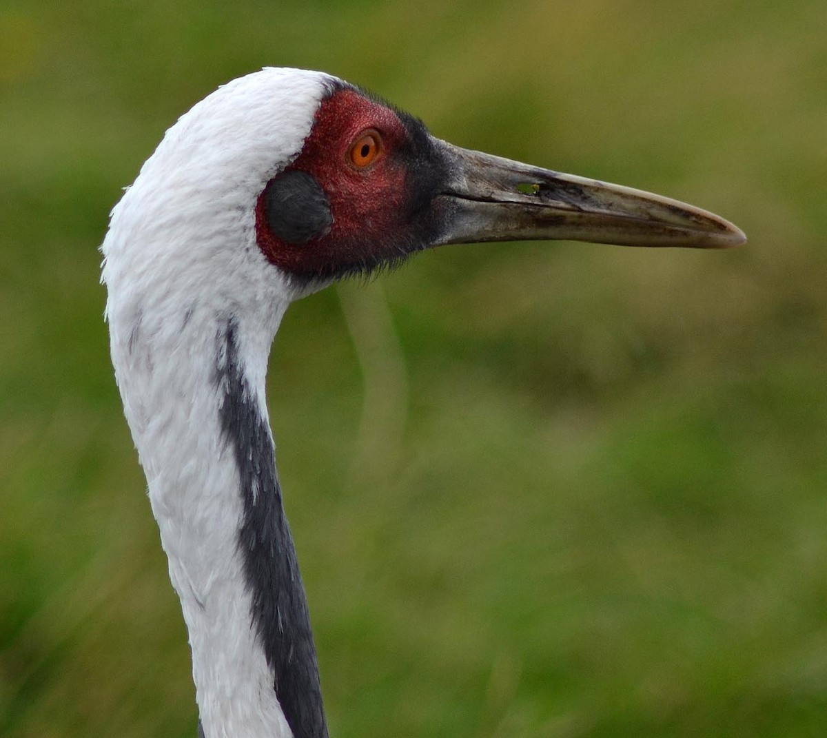 White-naped Crane - A Emmerson