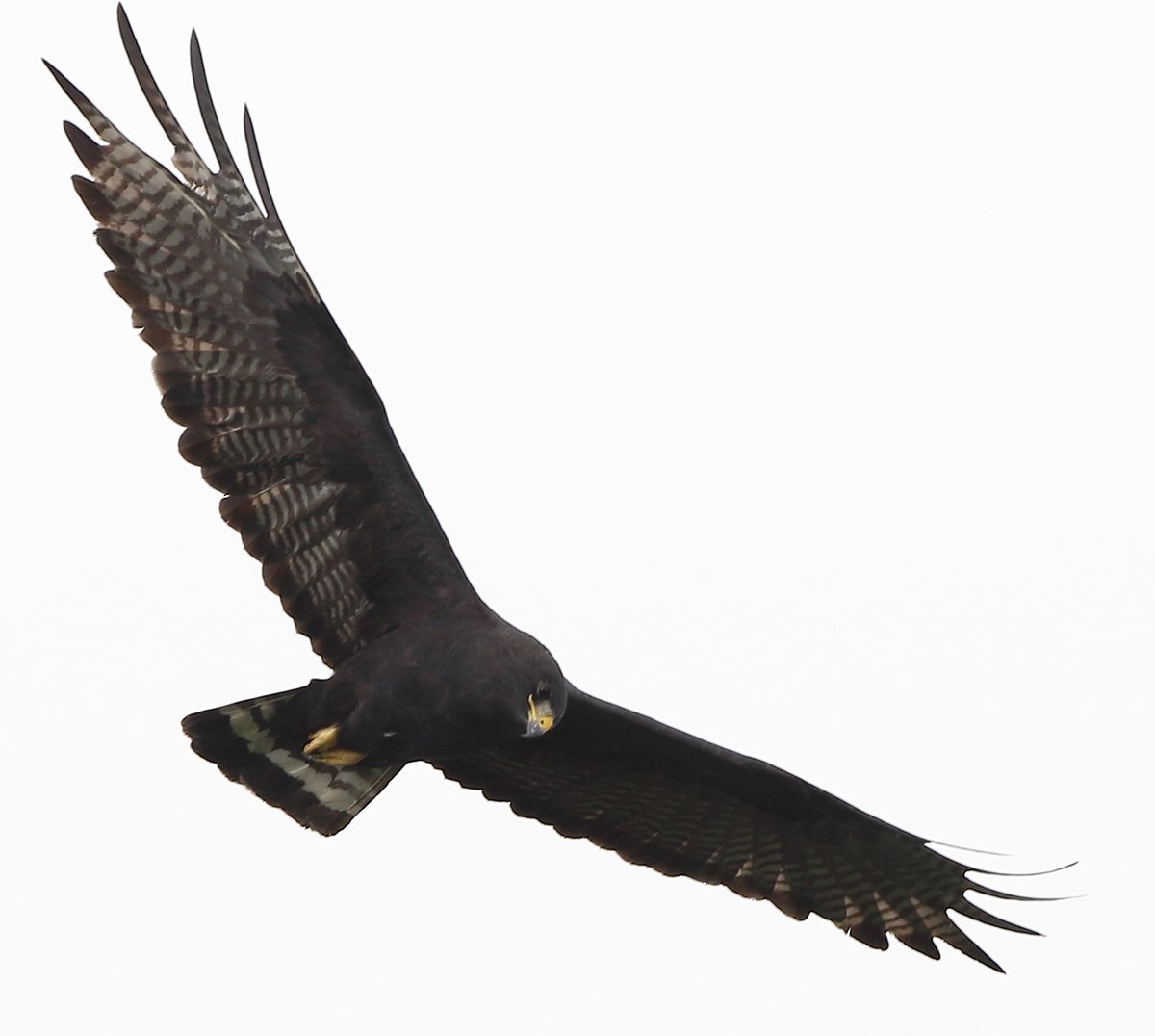 Zone-tailed Hawk - ML70591591