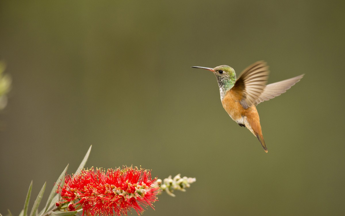 Amazilia Hummingbird - Luis Rios Arevalo