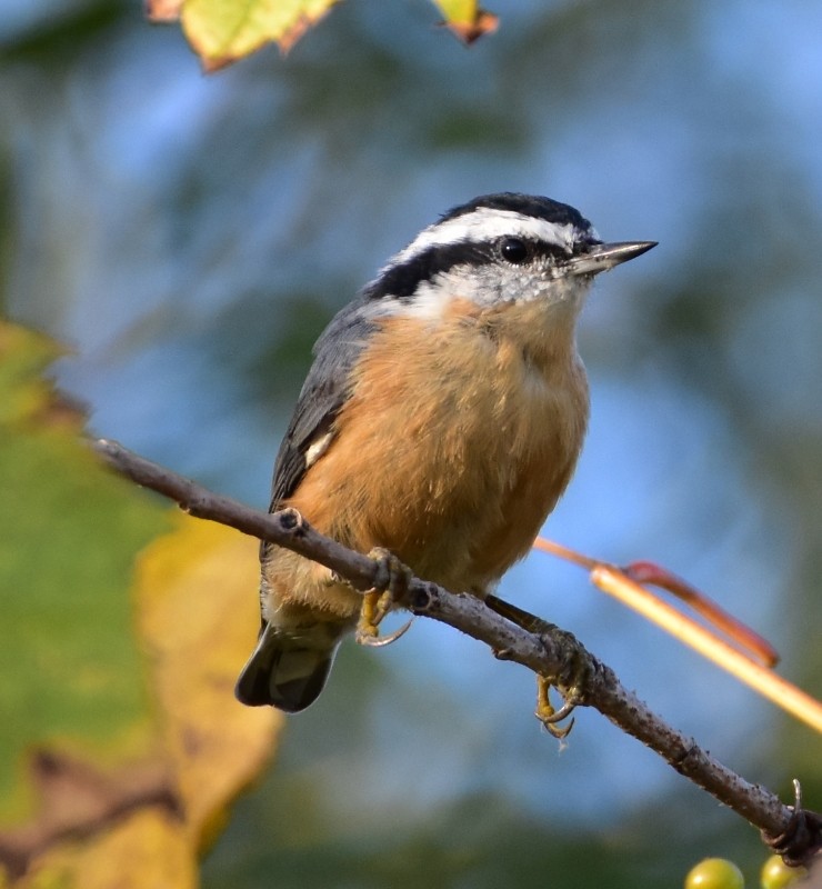 Red-breasted Nuthatch - Regis Fortin