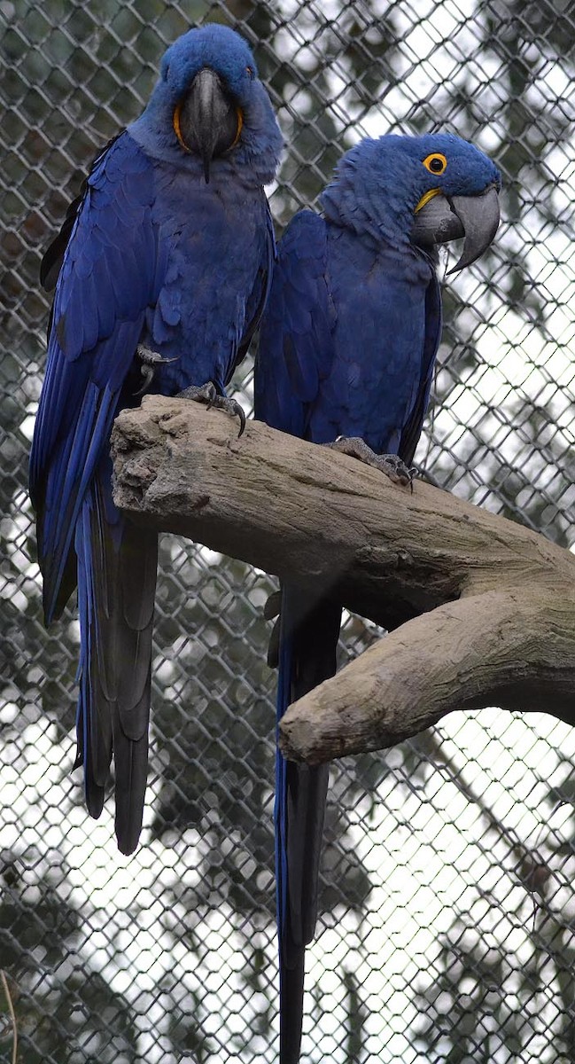 Hyacinth Macaw - A Emmerson