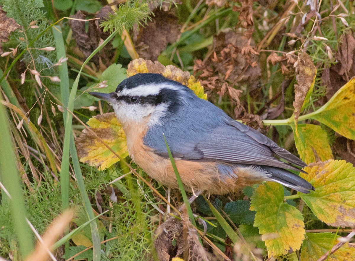 Red-breasted Nuthatch - Cameron Cox