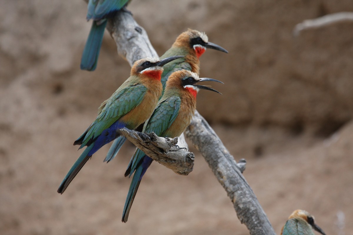 White-fronted Bee-eater - ML70597211