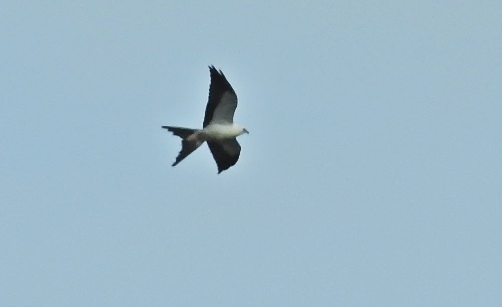 Swallow-tailed Kite - Wendy Meehan