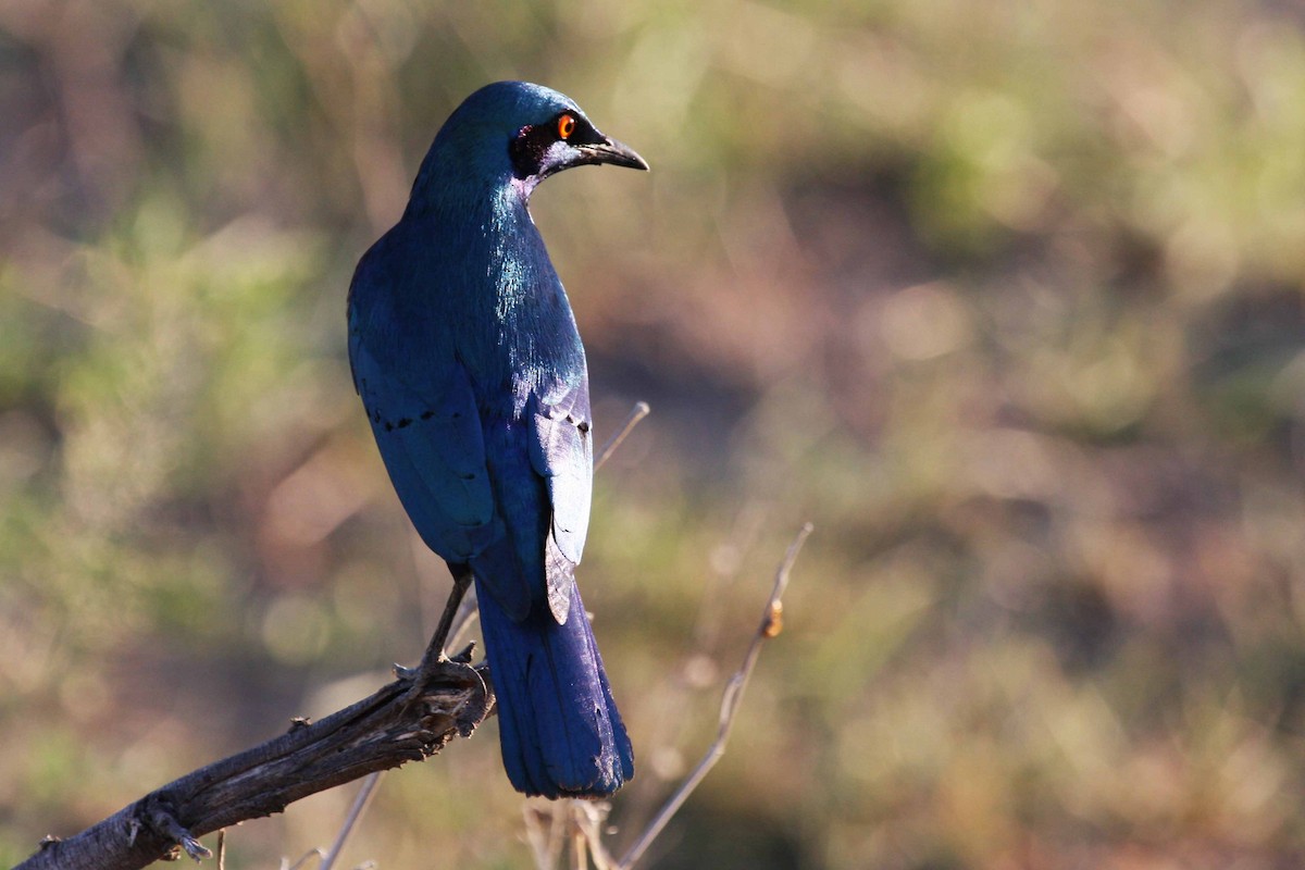 Greater Blue-eared Starling - ML70598391