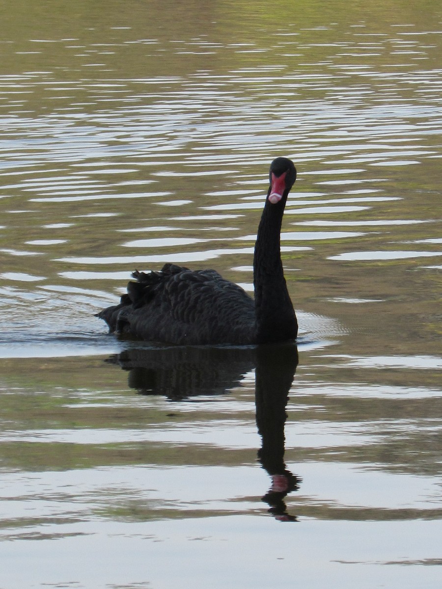 Black Swan - Flávio Sousa