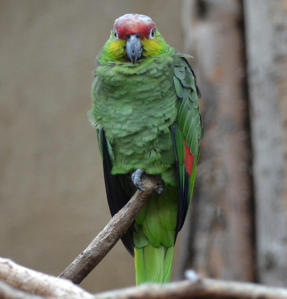 Red-lored Parrot - A Emmerson