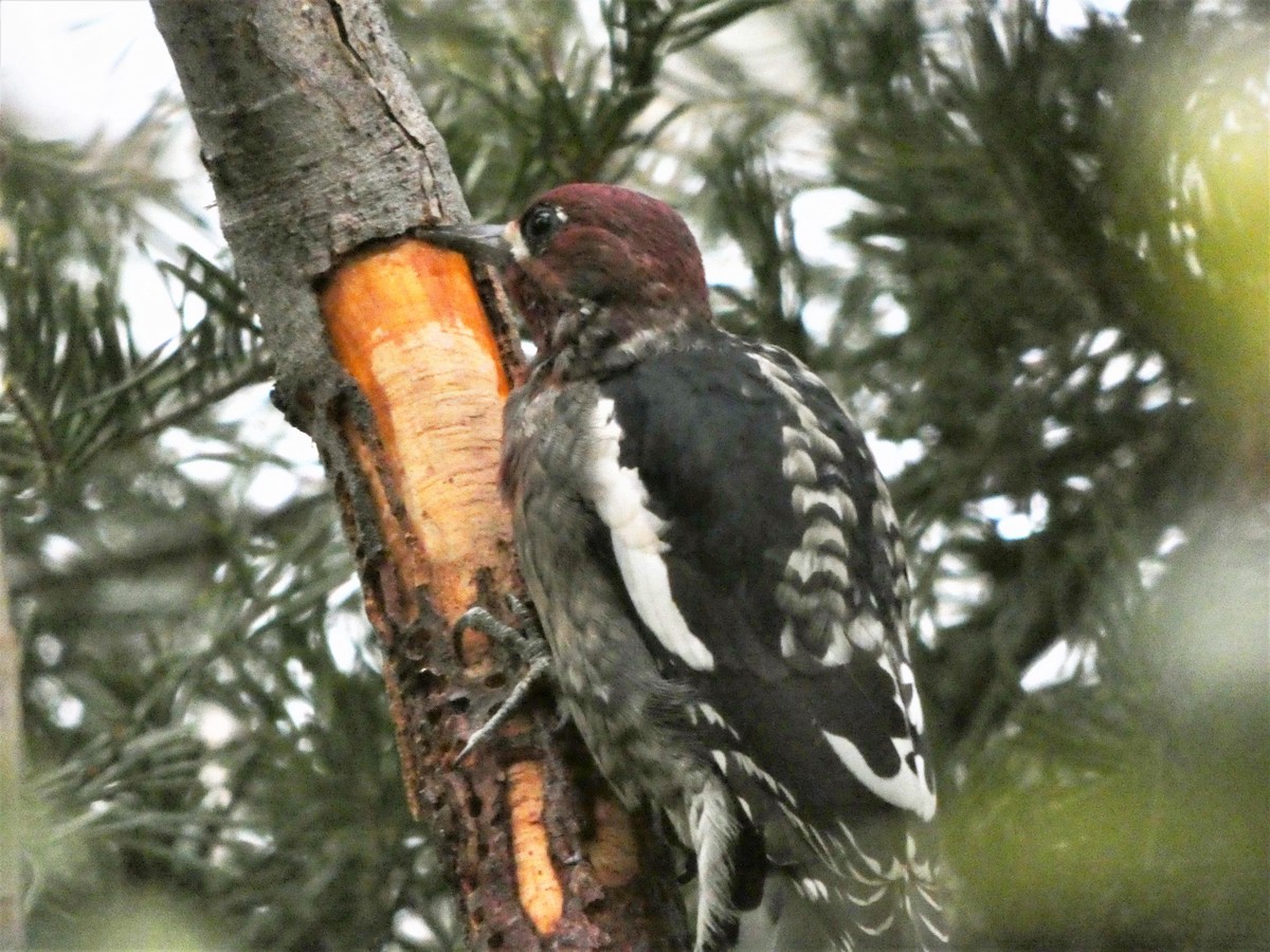 Red-breasted Sapsucker - ML70599821