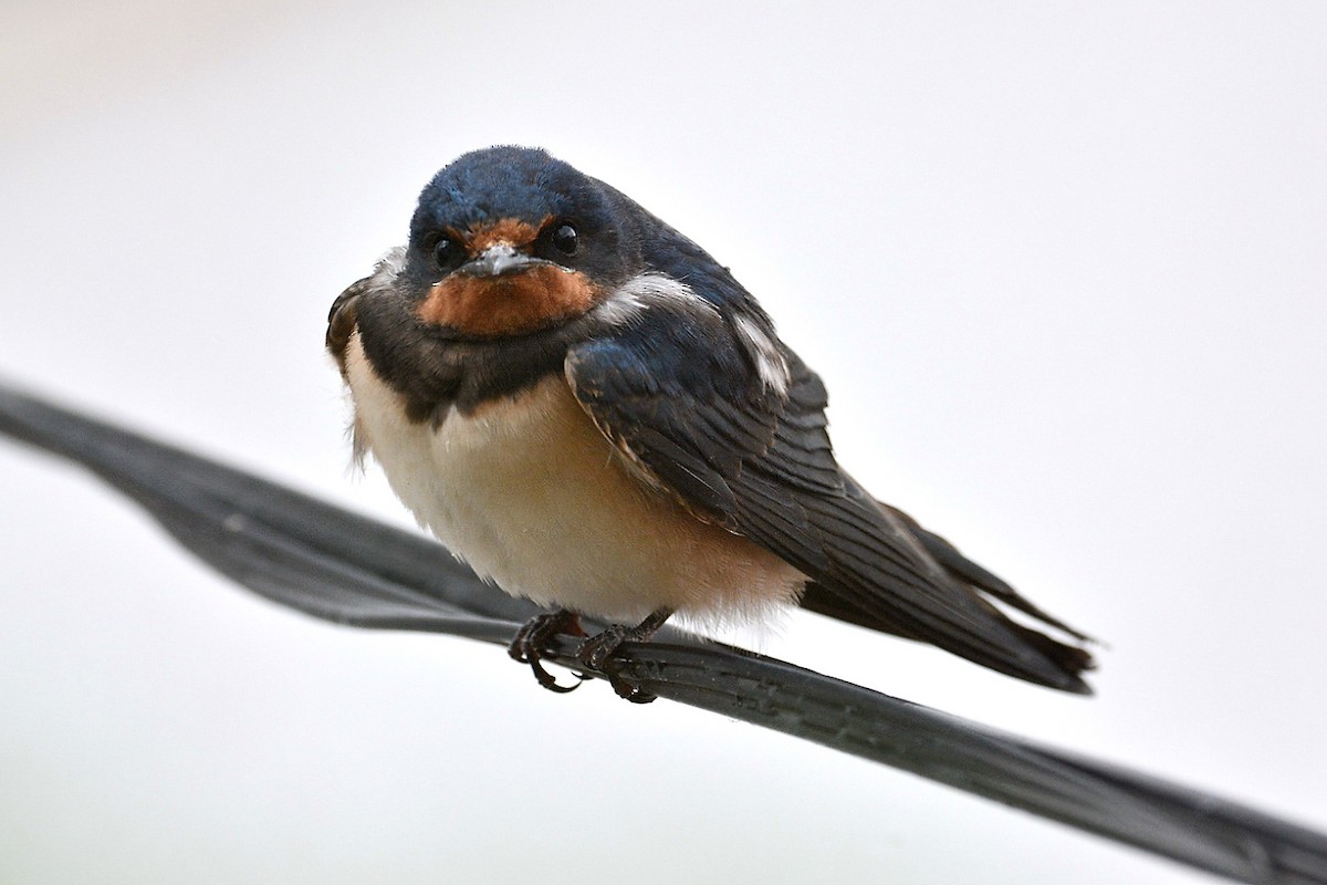 Barn Swallow - Pere Monistrol