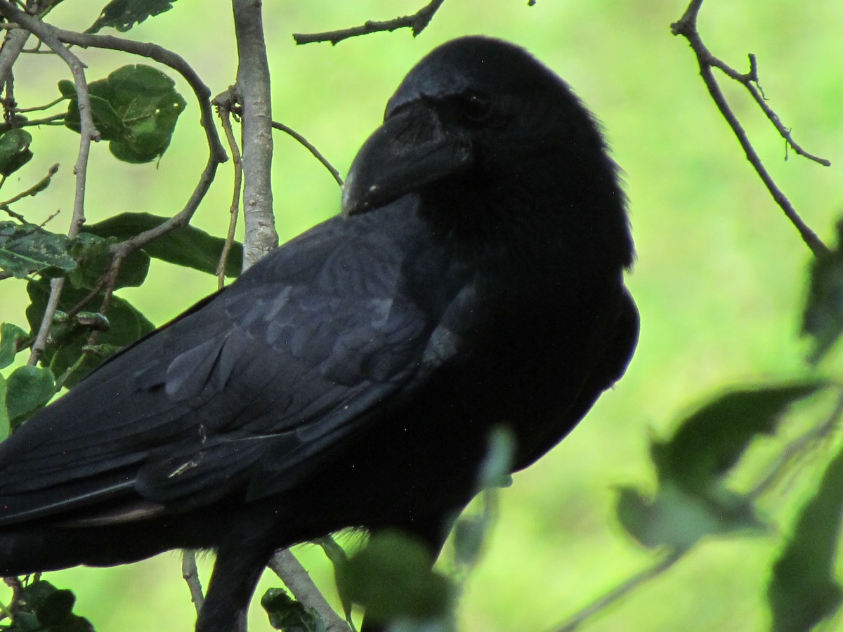 Large-billed Crow (Indian Jungle) - Rajubhai Patel