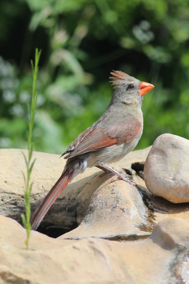 Northern Cardinal (Common) - Sergio Porto