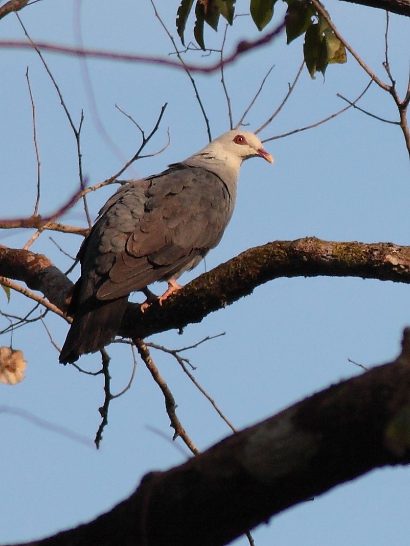 Andaman Wood-Pigeon - Sachin Shurpali