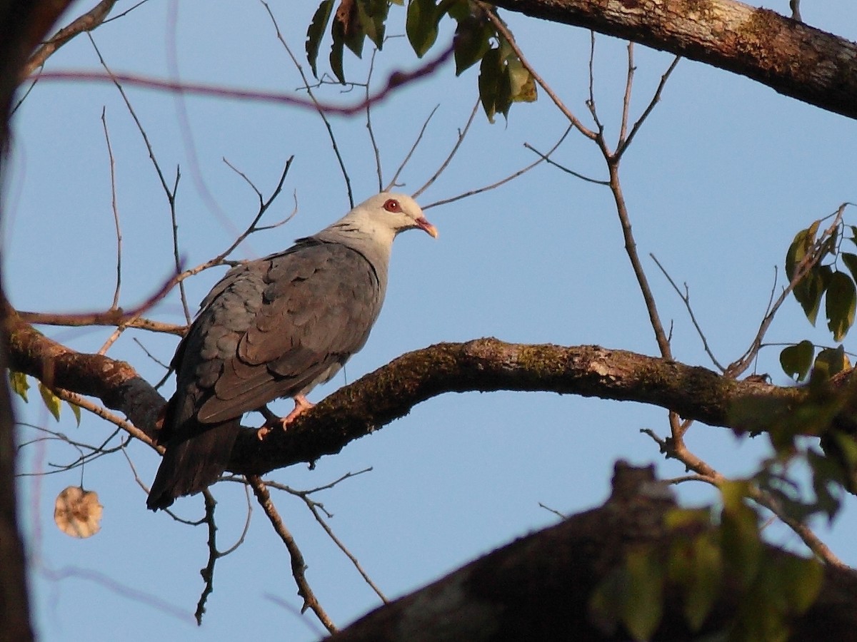 Andaman Wood-Pigeon - ML70601521