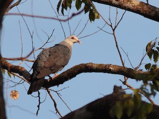 Andaman Wood-Pigeon, ML70601521