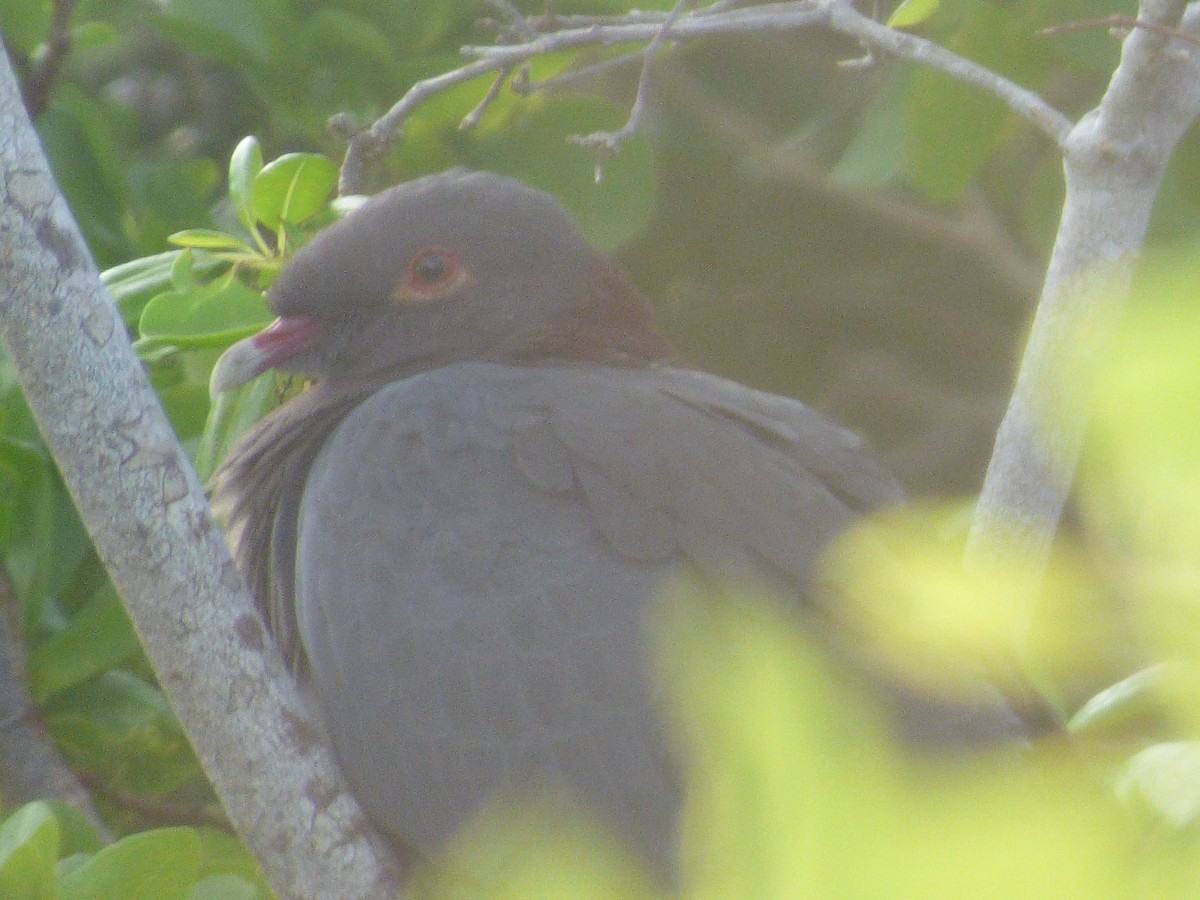 Scaly-naped Pigeon - ML70601531