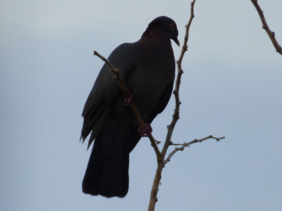 Scaly-naped Pigeon - ML70601631