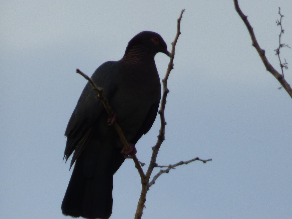 Scaly-naped Pigeon - ML70601751