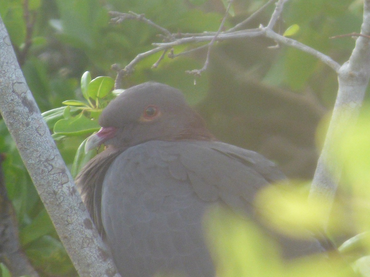 Scaly-naped Pigeon - ML70601901
