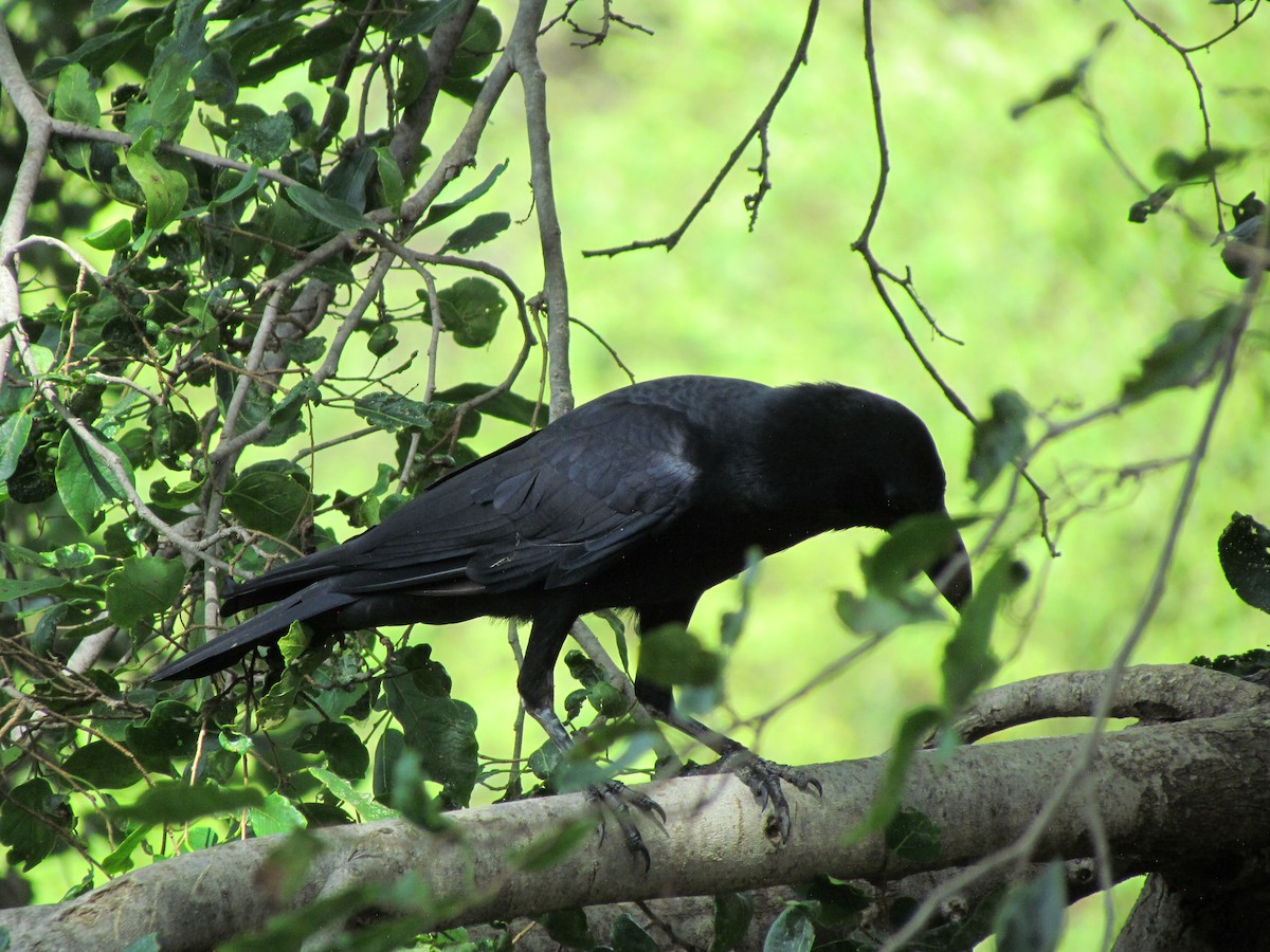 Large-billed Crow - Rajubhai Patel