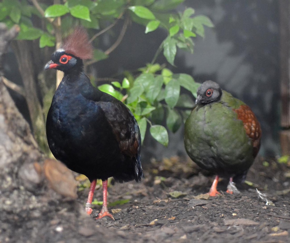 Crested Partridge - A Emmerson