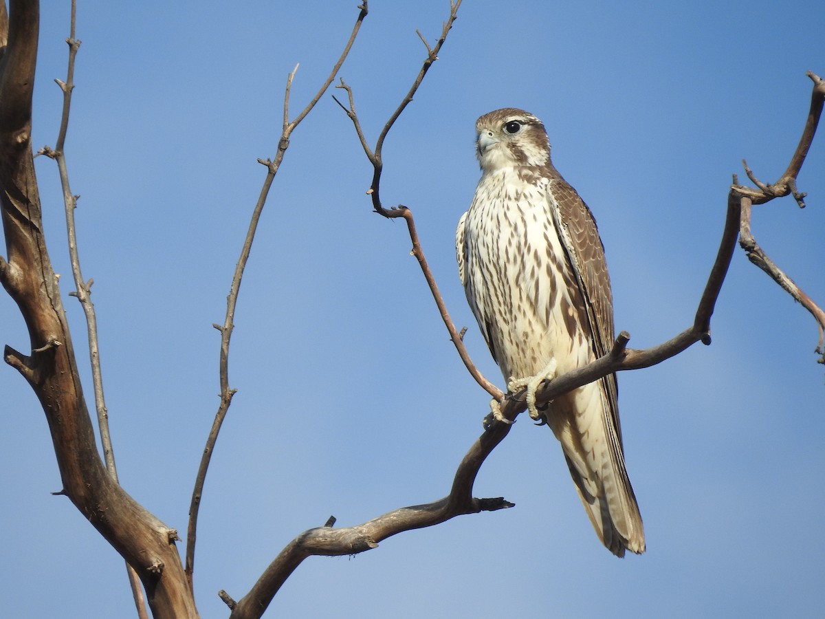 Prairie Falcon - Kimball Garrett