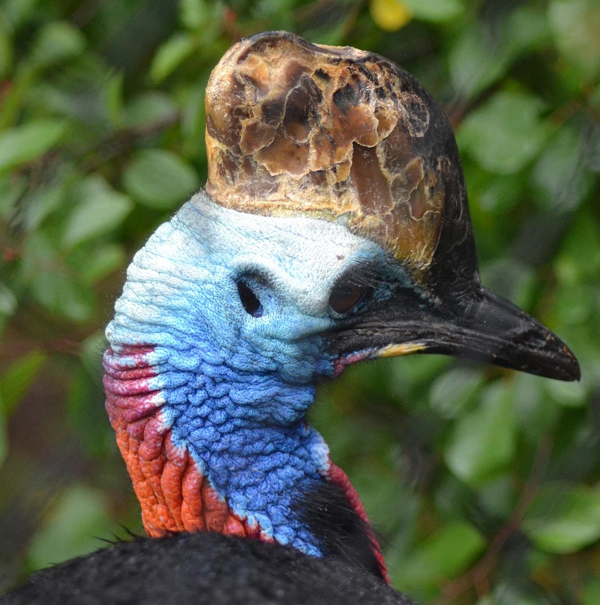 Southern Cassowary - A Emmerson