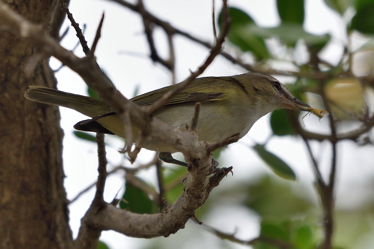 Red-eyed/Chivi Vireo - ML70605001