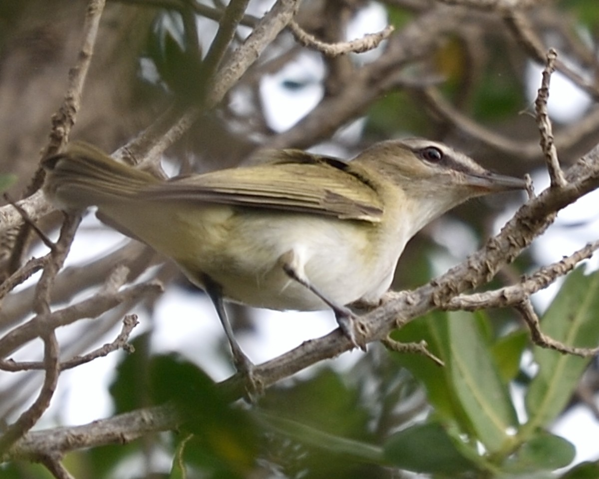 Red-eyed/Chivi Vireo - ML70605011