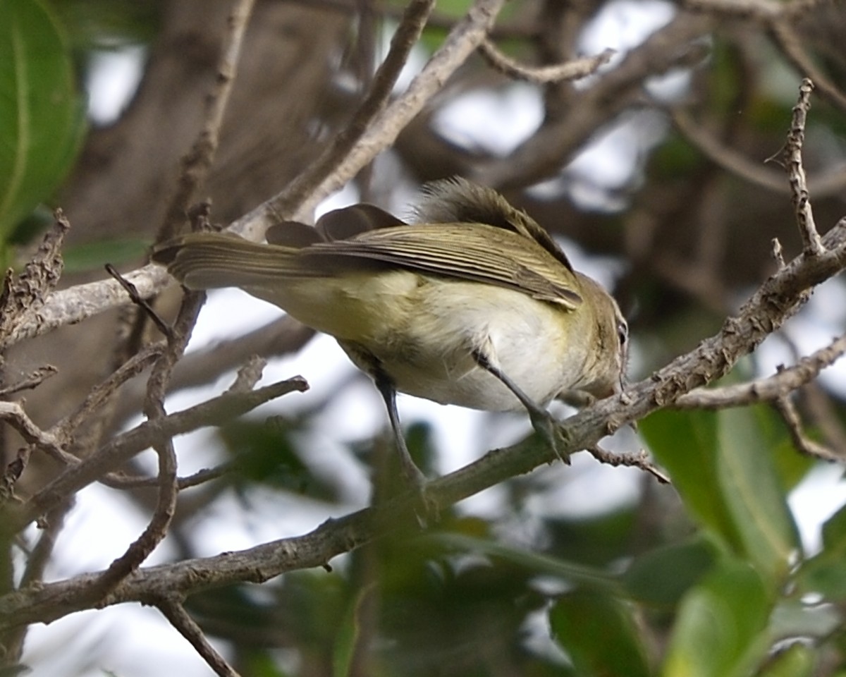 Red-eyed/Chivi Vireo - ML70605021