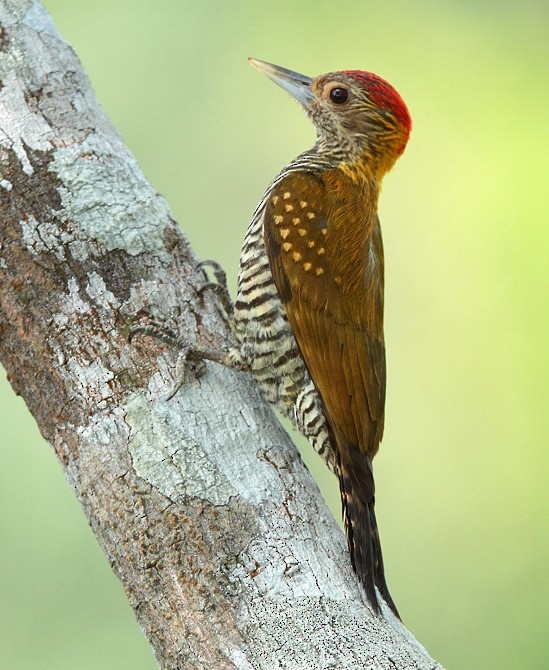 Golden-collared Woodpecker - Anselmo  d'Affonseca
