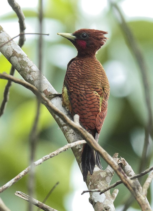 Waved Woodpecker (Scale-breasted) - ML706064