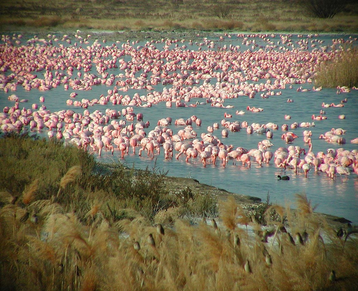 Lesser Flamingo - Christoph Moning