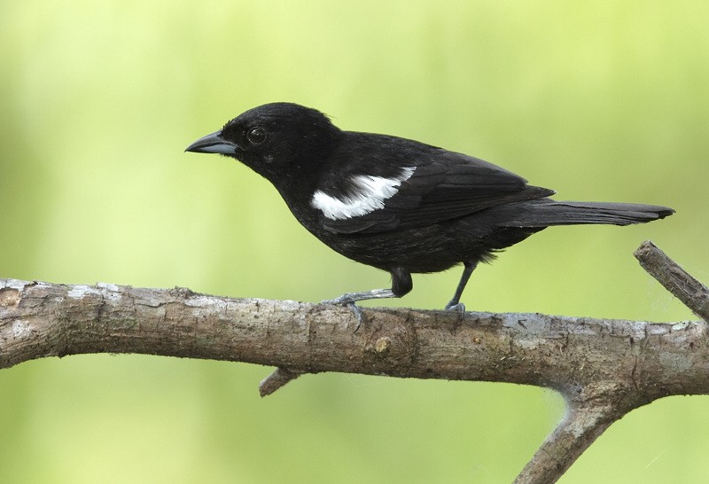 White-shouldered Tanager - Anselmo  d'Affonseca
