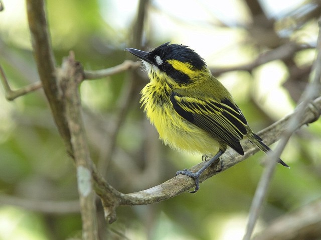 Yellow-browed Tody-Flycatcher - Anselmo  d'Affonseca