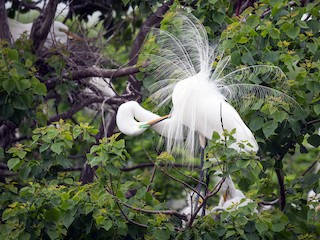 繁殖期の成鳥 (American) - ML70610201