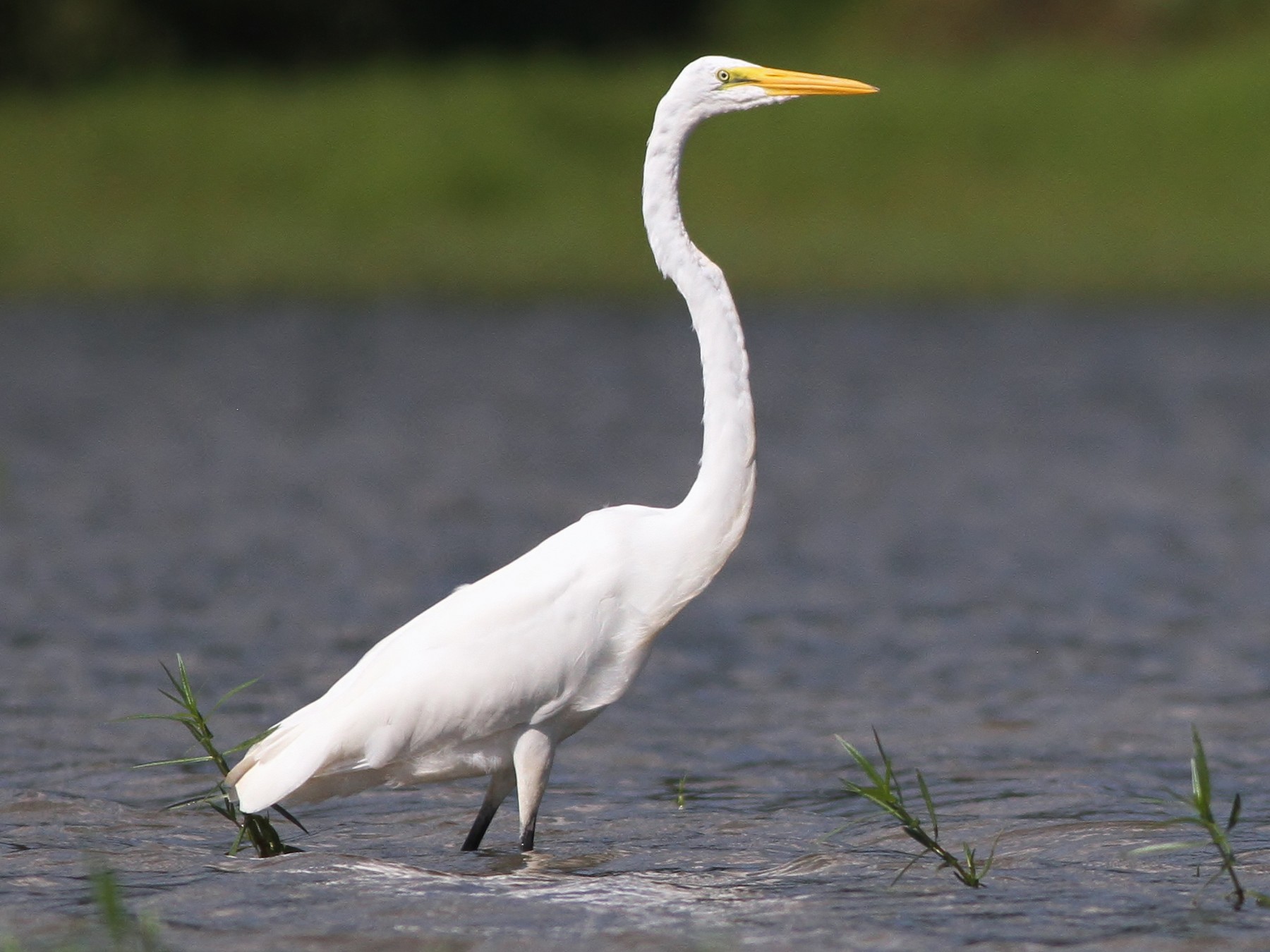 Great Egret - Alex Lamoreaux