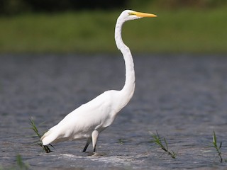 Great Egret (Ardea alba) known by it's large size & yellow beak, Nosara  Beach & river mouth. Nosara, Nicoya Peninsula, Guanacaste Province, Costa  Rica Stock Photo - Alamy