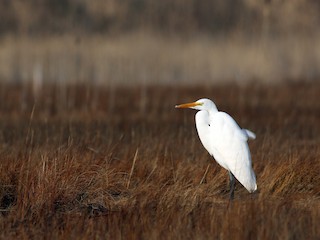 生息環境 - ML70610221